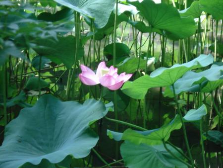 Kyoto - Ao&ucirc;t 2007