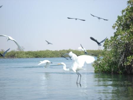 Pirogue dans la mangrove - 2008 