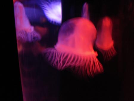 Aquarium du Trocad&eacute;ro - 2007 